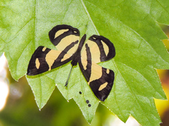 Baeotis zonata zonata