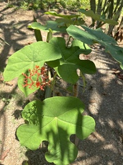 Jatropha podagrica image