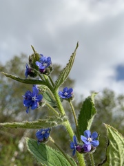 Pentaglottis sempervirens
