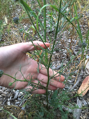 Gilia capitata chamissonis
