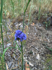 Gilia capitata chamissonis