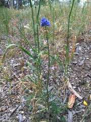 Gilia capitata chamissonis