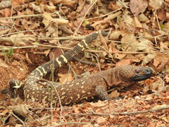 Heloderma horridum