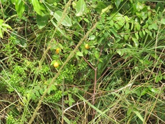 Synaptolepis oliveriana