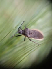 Catorhintha apicalis