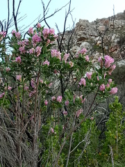 Indigofera cytisoides