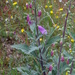 Digitalis purpurea toletana - Photo (c) javierloidi, some rights reserved (CC BY-NC)