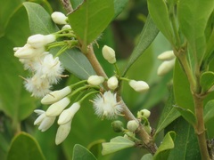 Tricalysia sonderiana
