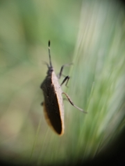 Catorhintha apicalis
