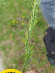 Poa bulbosa