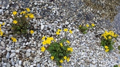 Caltha palustris palustris