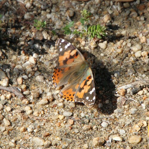 iNaturalist observation photo of Painted Lady