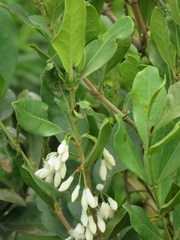 Tricalysia sonderiana