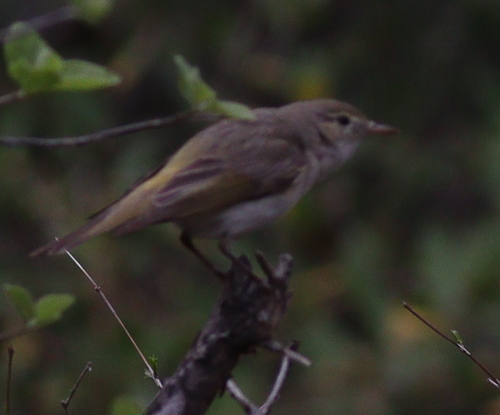 Eastern Bonelli's Warbler (Phylloscopus orientalis), photo 9