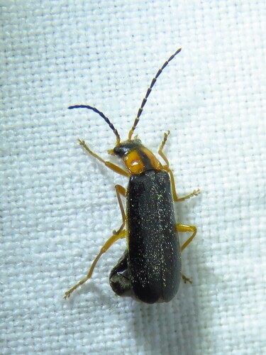 Rhagonycha oriflava