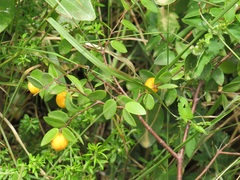 Synaptolepis oliveriana