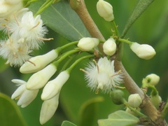 Tricalysia sonderiana