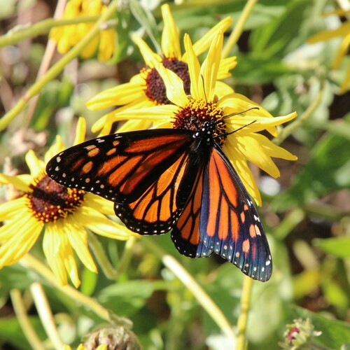 iNaturalist observation photo of Monarch