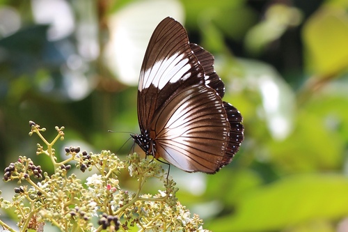 Scarce Blue Diadem