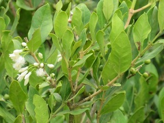 Tricalysia sonderiana