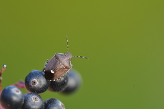 Holcostethus sphacelatus