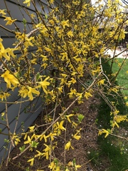Forsythia koreana