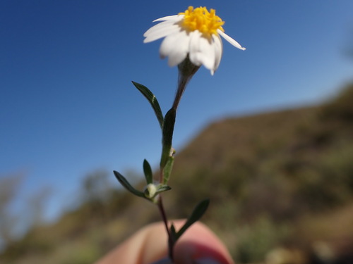 Image of Margarita Lanosa (Eriophyllum lanosum) by no rights reserved