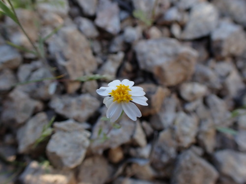 Image of Margarita Lanosa (Eriophyllum lanosum) by no rights reserved