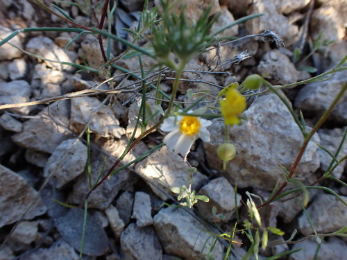 Image of Eriophyllum lanosum by no rights reserved