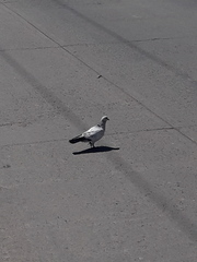 Columba livia