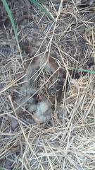 Didelphis virginiana