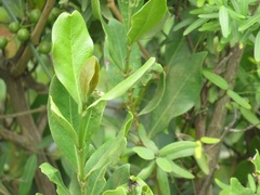 Tricalysia sonderiana