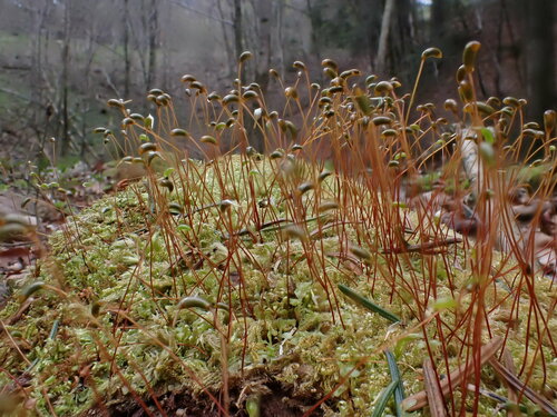 Pseudohygrohypnum fertile observed 2024-03-31