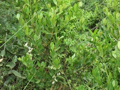 Tricalysia sonderiana