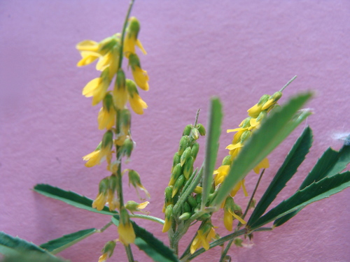 corn melilot (Melilotus segetalis)