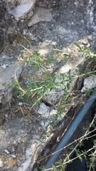 Aloysia gratissima