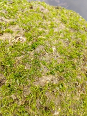 Ulva californica