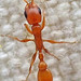 Apache Twig Ant - Photo (c) K Schneider, some rights reserved (CC BY-NC), uploaded by K Schneider