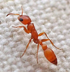 Pseudomyrmex apache