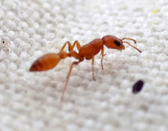 Pseudomyrmex apache