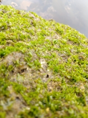 Ulva californica