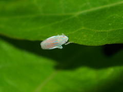 Linnavuoriella arcuata