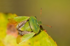 Palomena viridissima