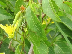 Grewia caffra