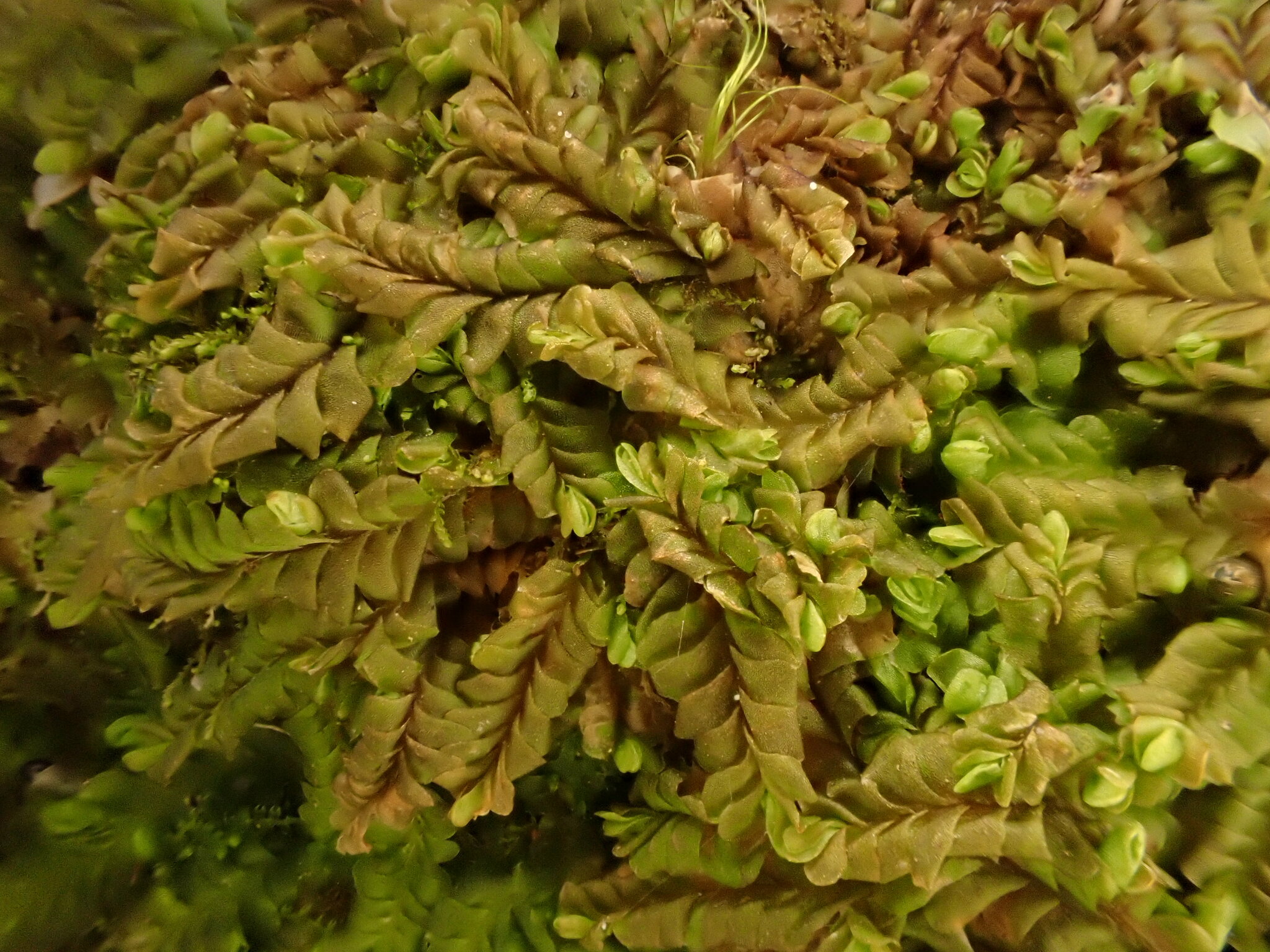Syzygiella autumnalis