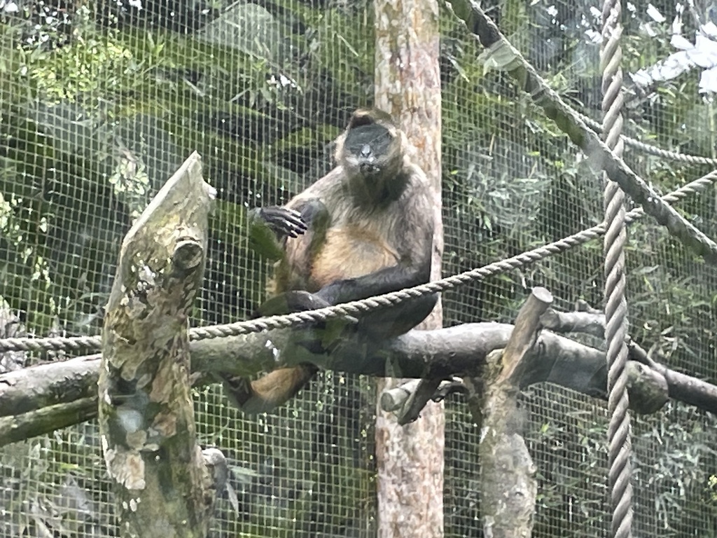 Central american spider monkey in march 2024 by sfsas science inaturalist