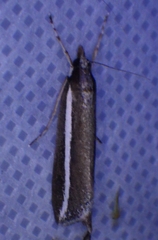 Carectocultus perstrialis