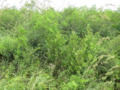 Tricalysia sonderiana