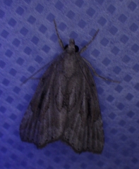 Cutina albopunctella