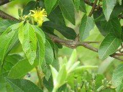 Grewia caffra